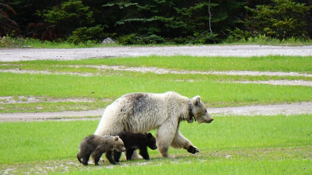 35-facts-about-nakoda-grizzly-bear