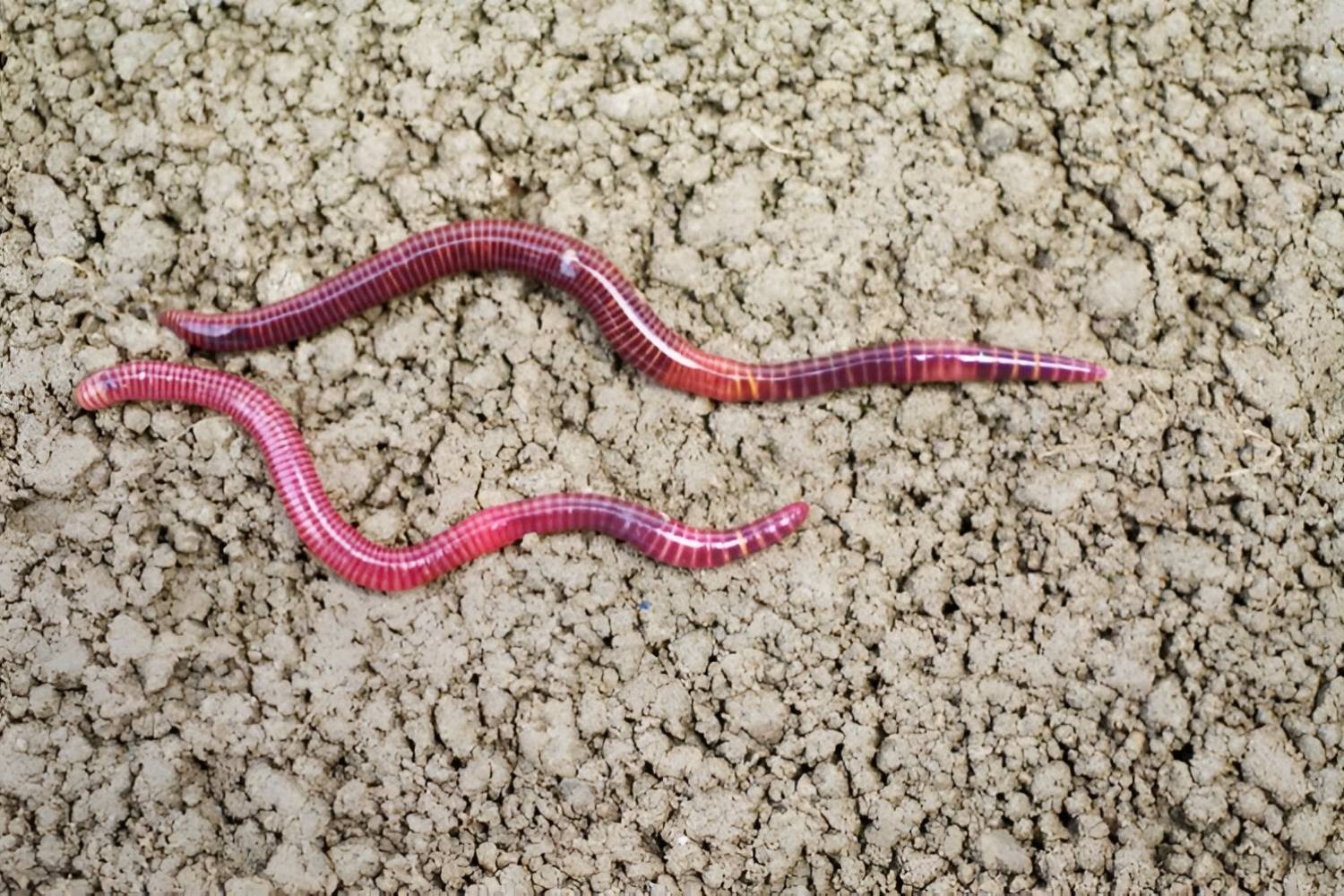 35-facts-about-new-zealand-giant-earthworm