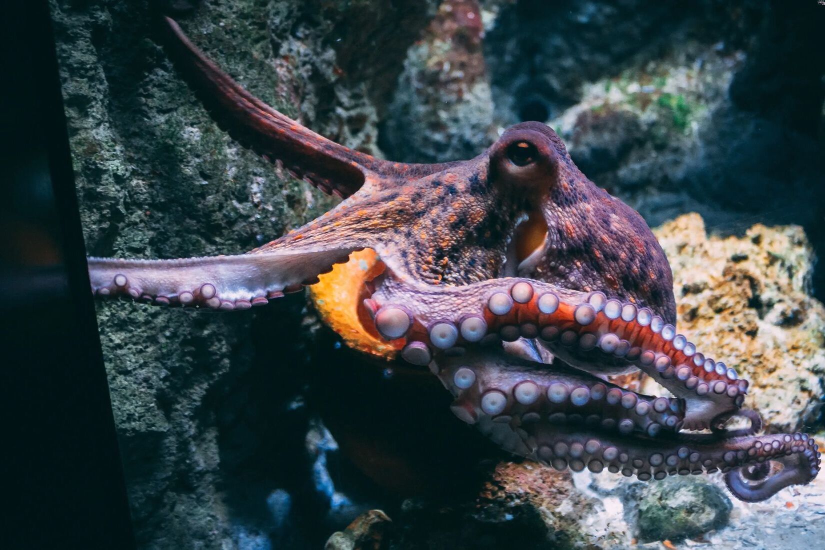 35-facts-about-octopus-nightmare