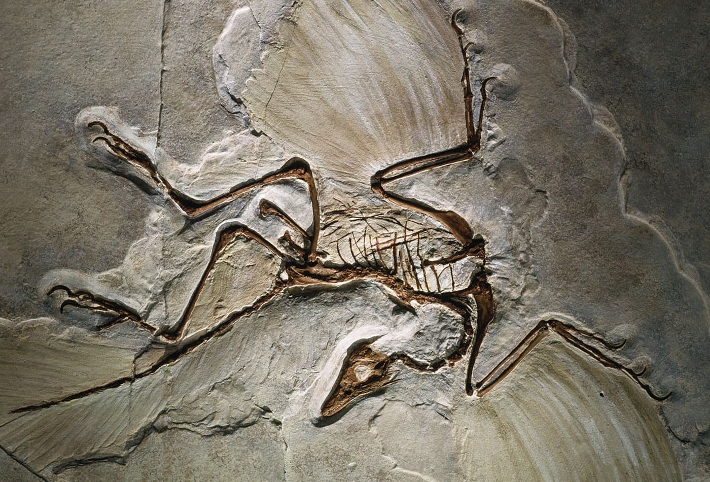 35-facts-about-oldest-fossils