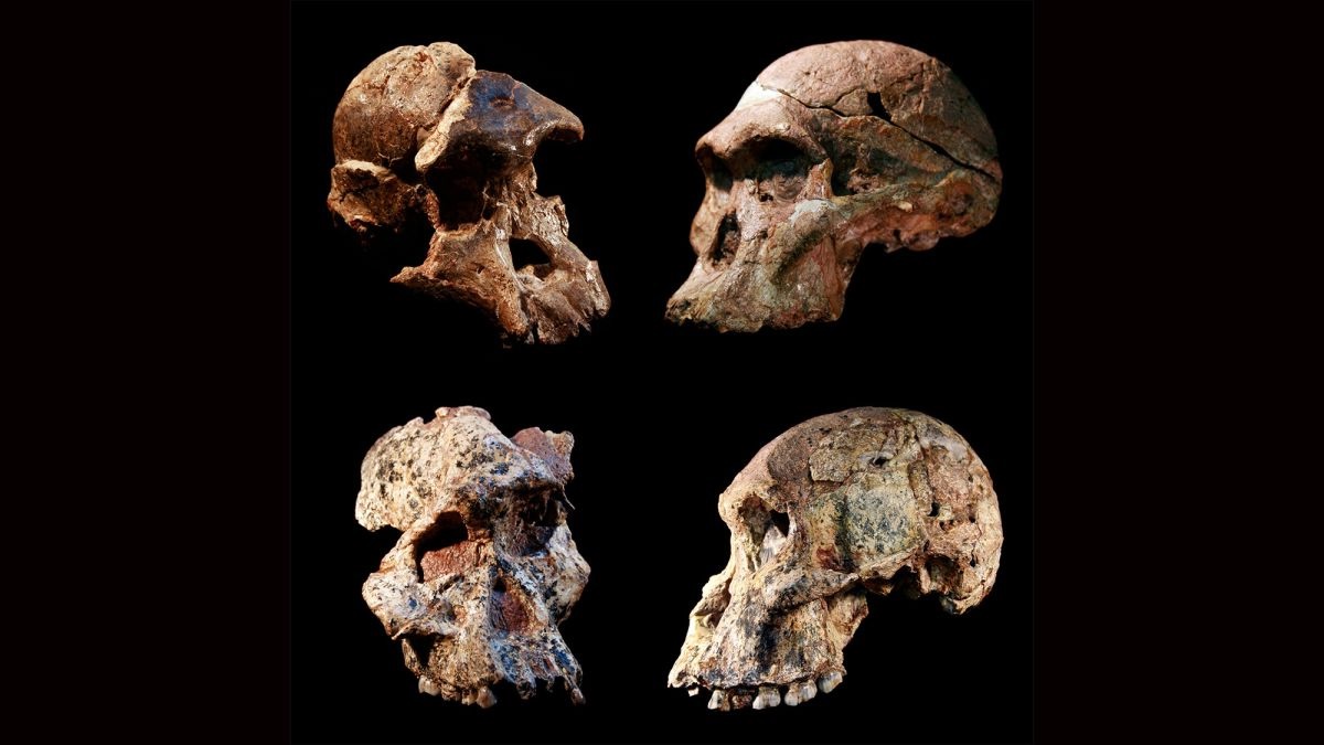 35-facts-about-oldest-human-fossil