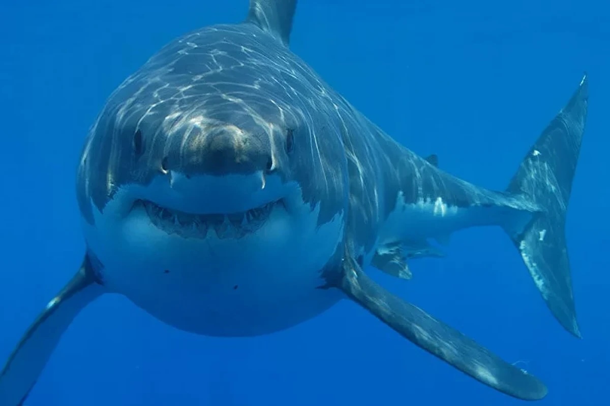 35-facts-about-oldest-shark-attack