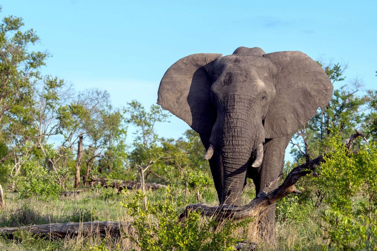 35-facts-about-poacher-killed-by-elephants