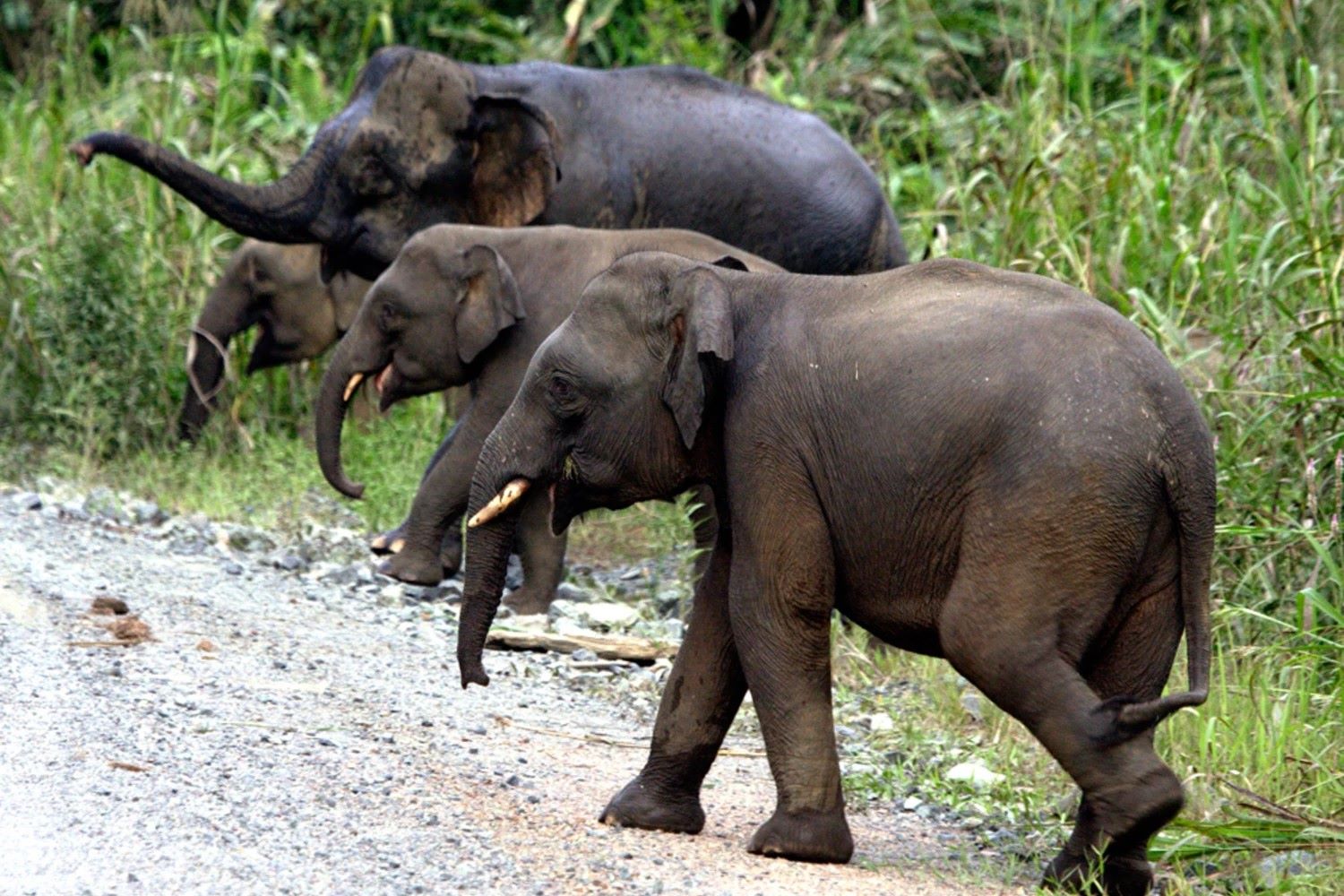 35-facts-about-pygmy-elephant