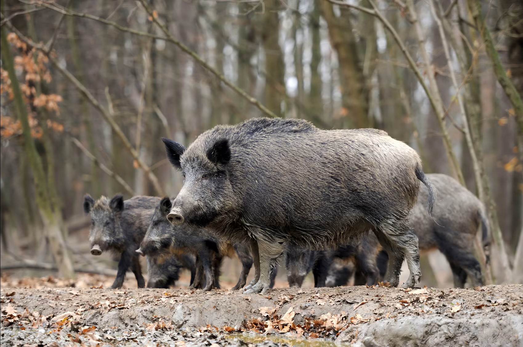 35-facts-about-radioactive-boars-fukushima