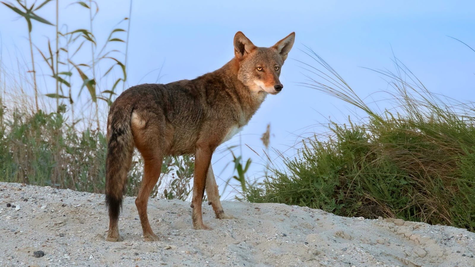 35-facts-about-red-wolf-galveston-texas