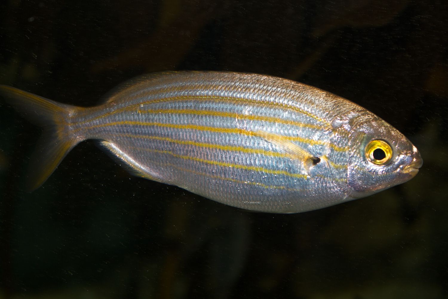 35-facts-about-salema-porgy