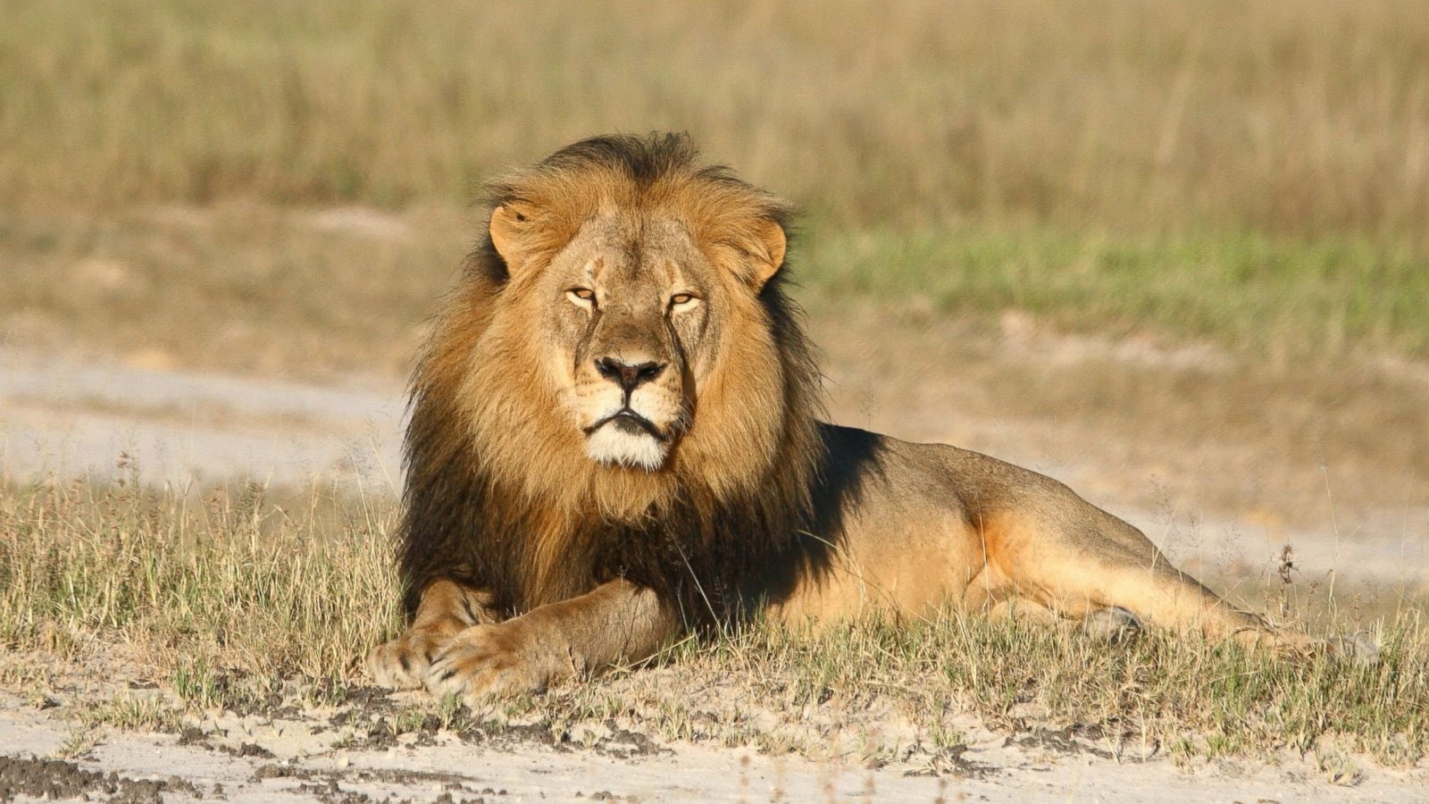 35-facts-about-south-africa-lion-slaughter