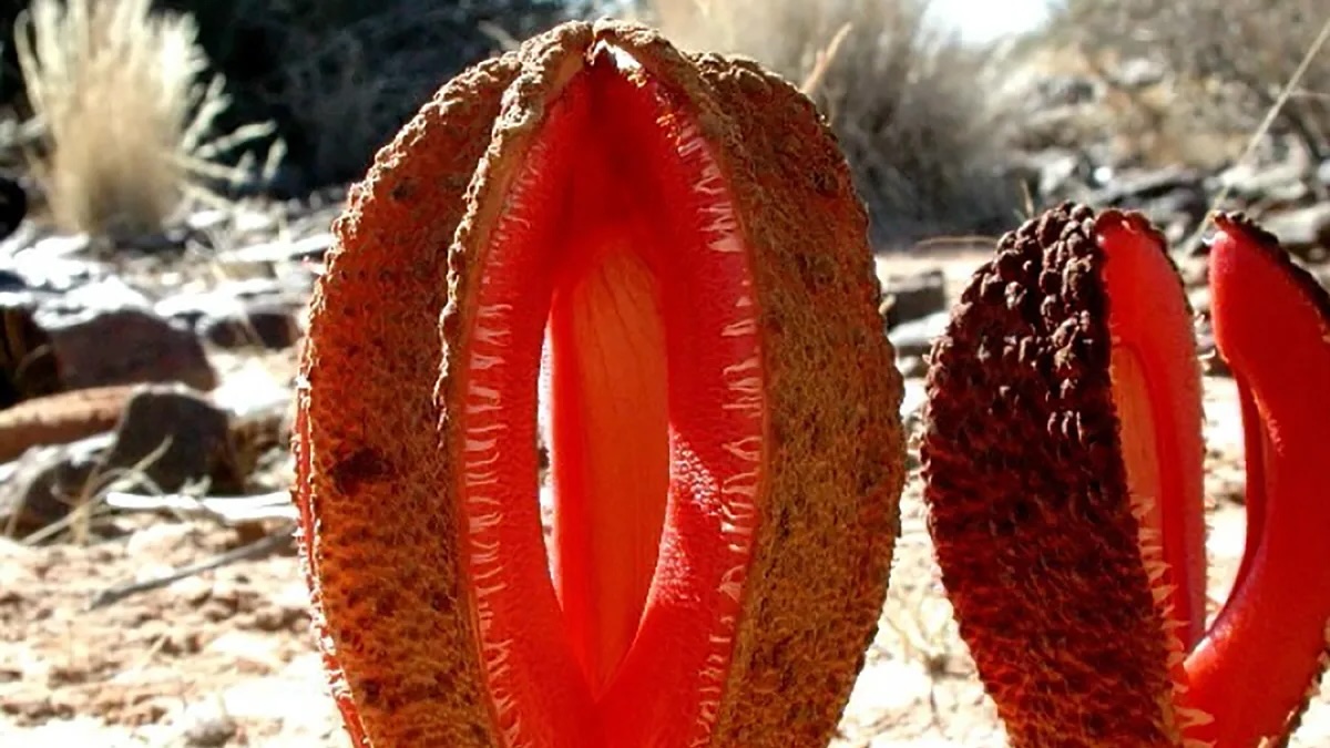 35-facts-about-strangest-plants