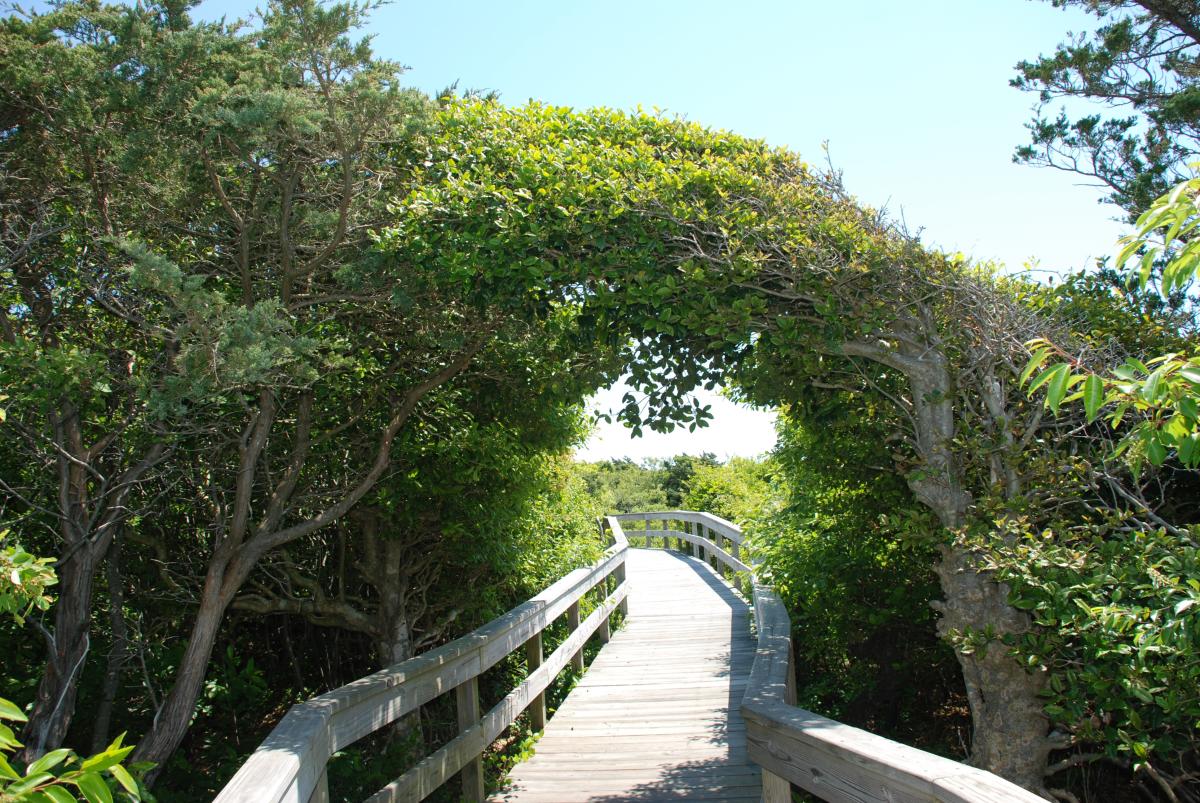 35-facts-about-sunken-forests