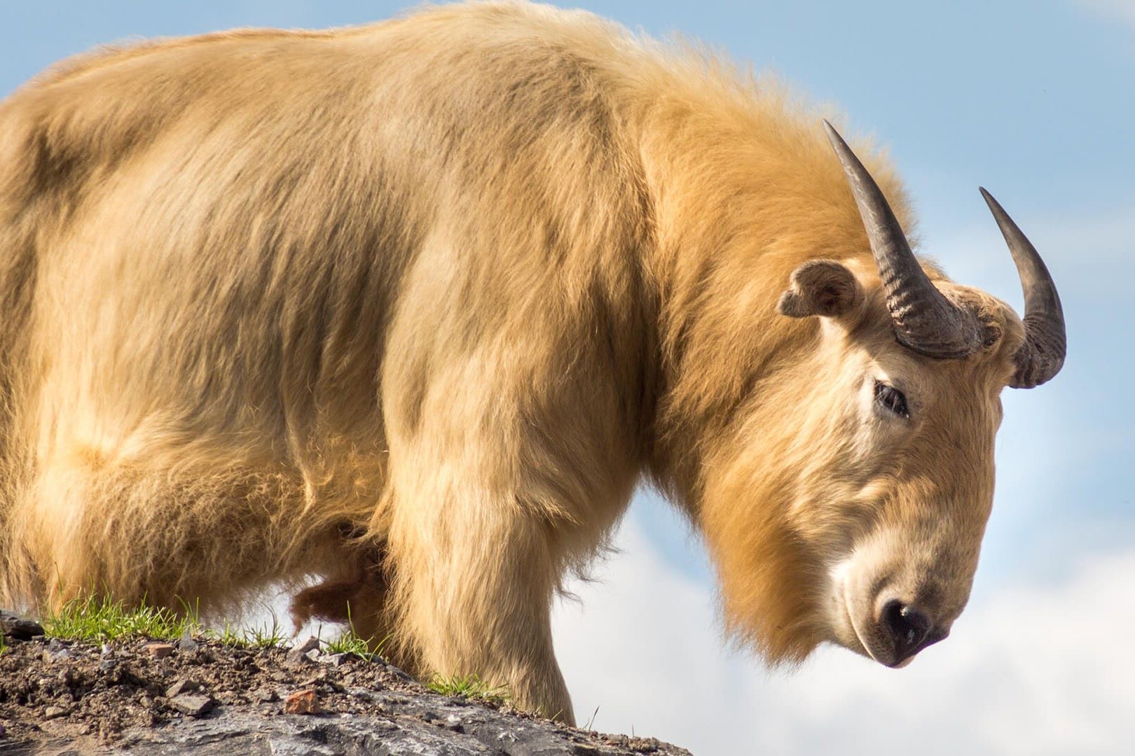 35-facts-about-takin