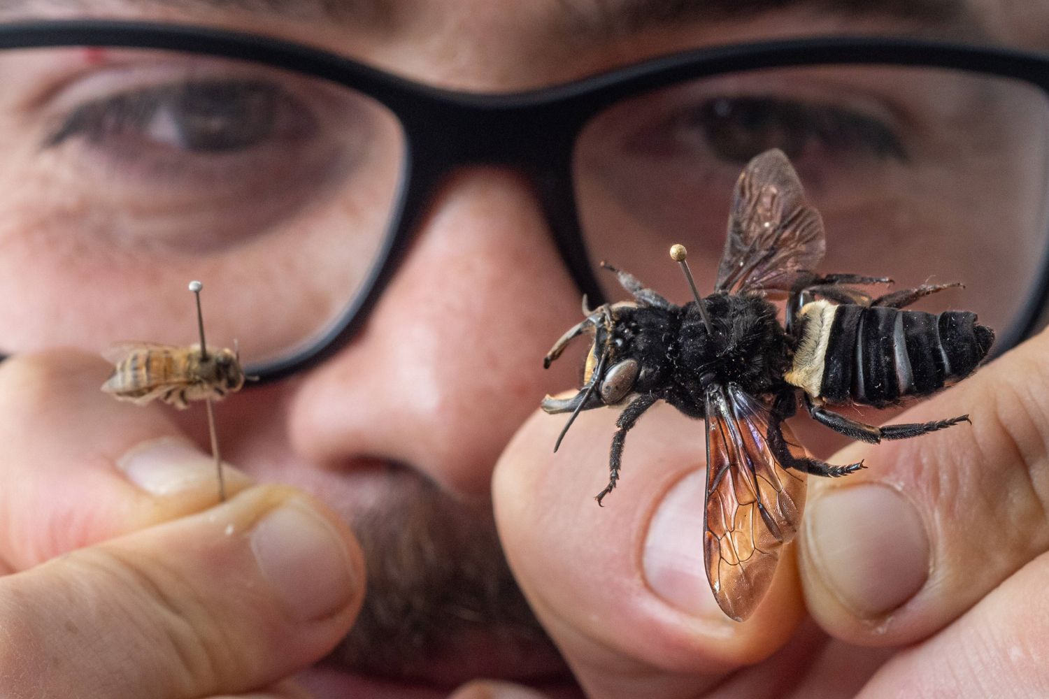 35-facts-about-the-biggest-bee