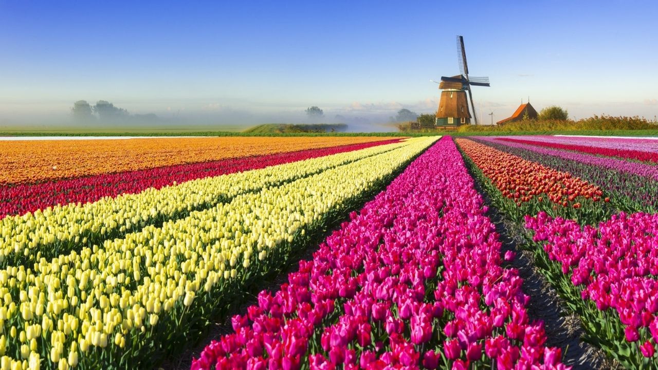 35 Facts About Tulip Mania - Facts.net