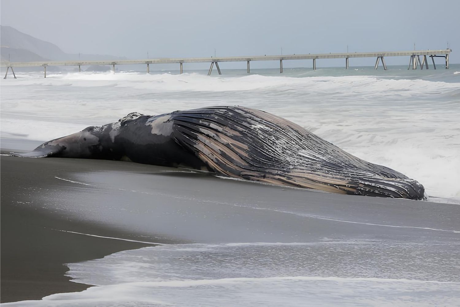 35-facts-about-whale-carcass-nehalem-bay-oregon