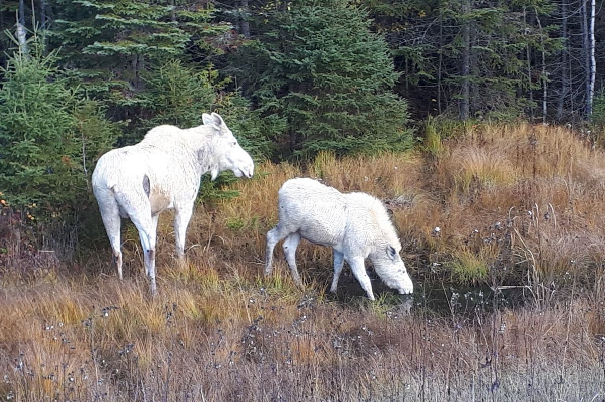 35-facts-about-white-spirit-moose-killed