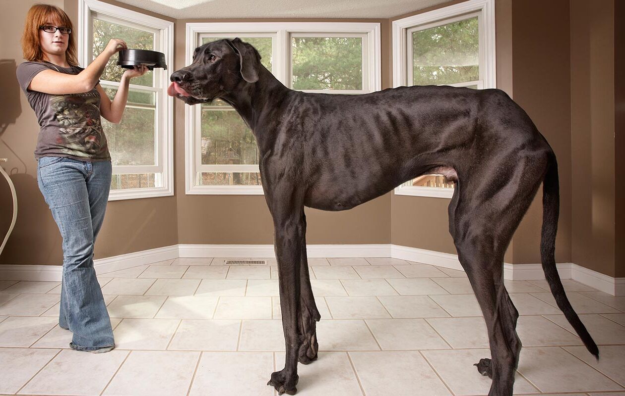 35-facts-about-worlds-tallest-dog