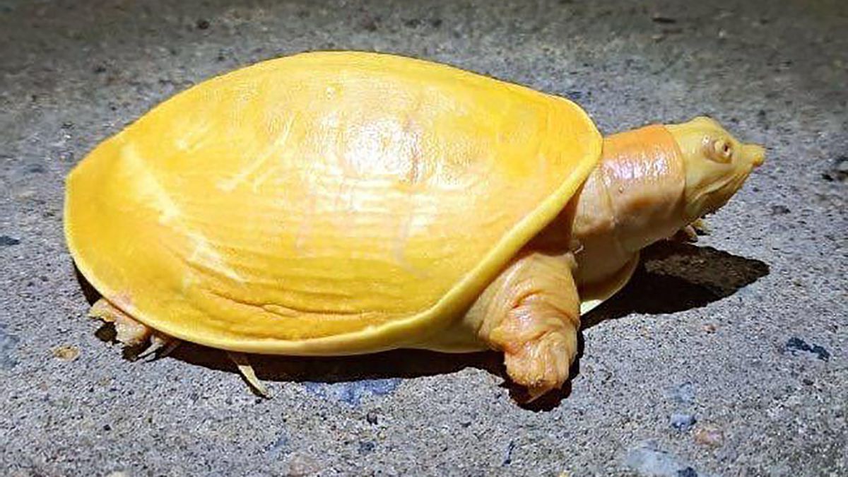 35-facts-about-yellow-indian-flapshell-turtle