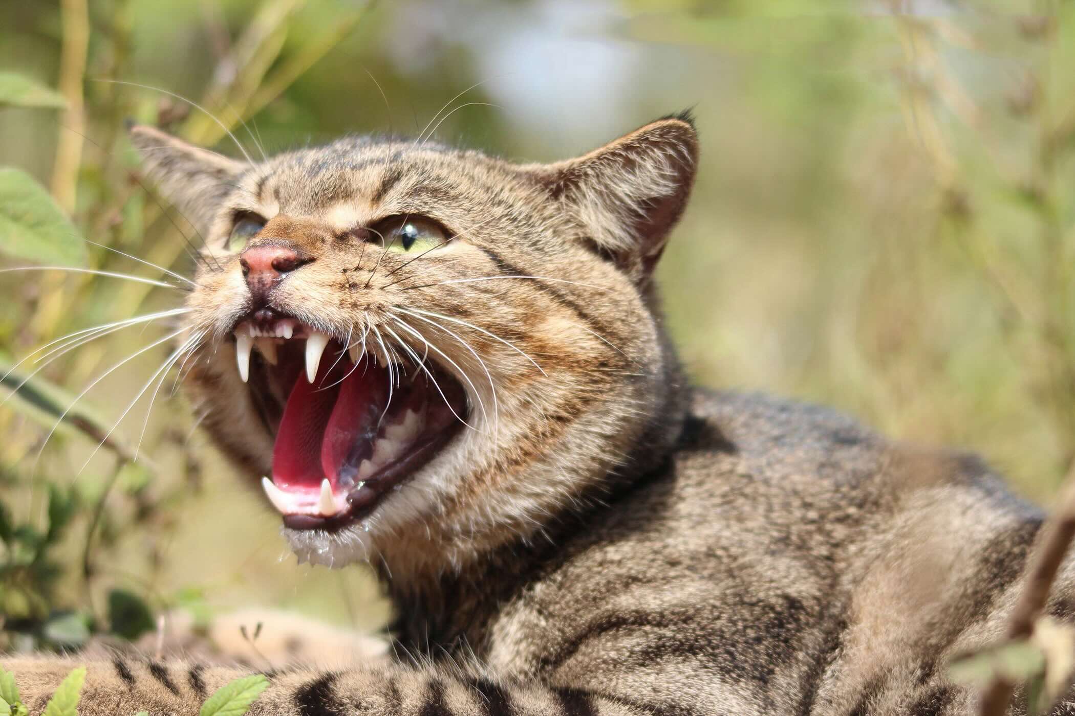 36 Facts About Feral Cats Australia - Facts.net