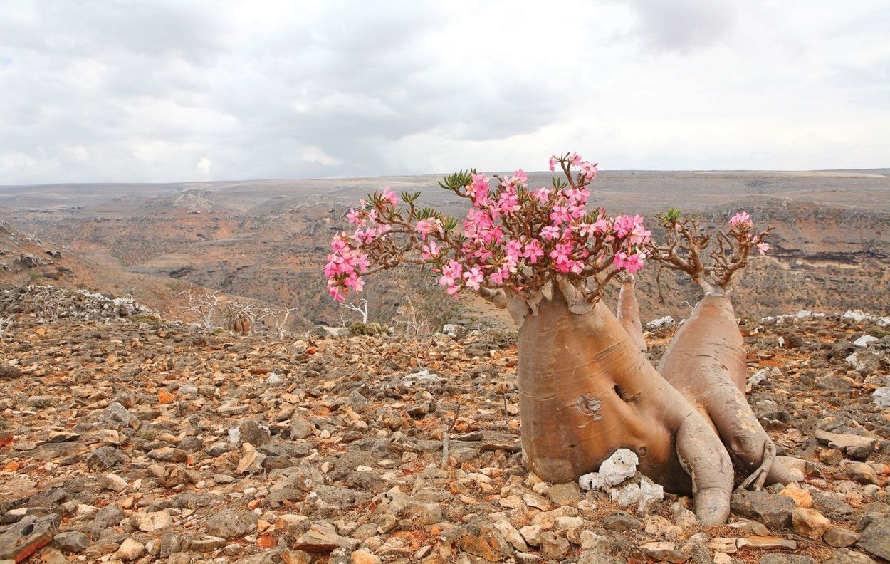 36-facts-about-socotra-island