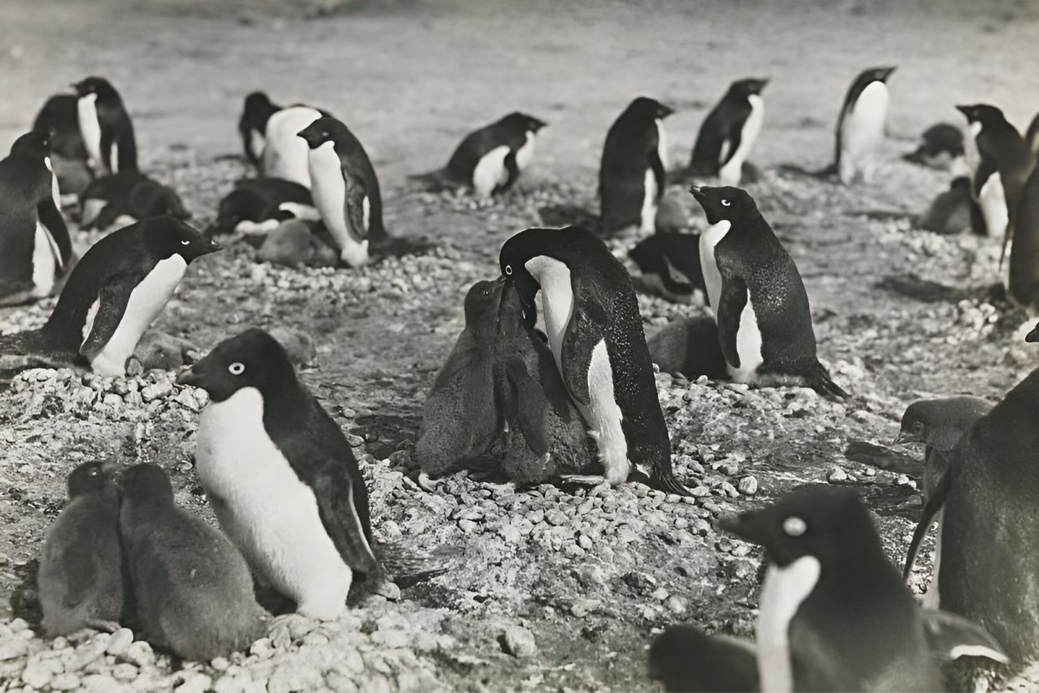 37-facts-about-adelie-penguin-sex-george-murray-levick