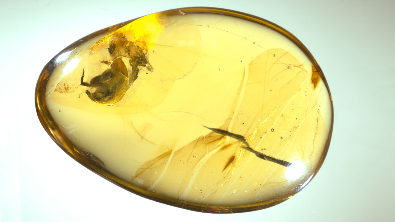 37-facts-about-amber-beetle-pollen-fossil