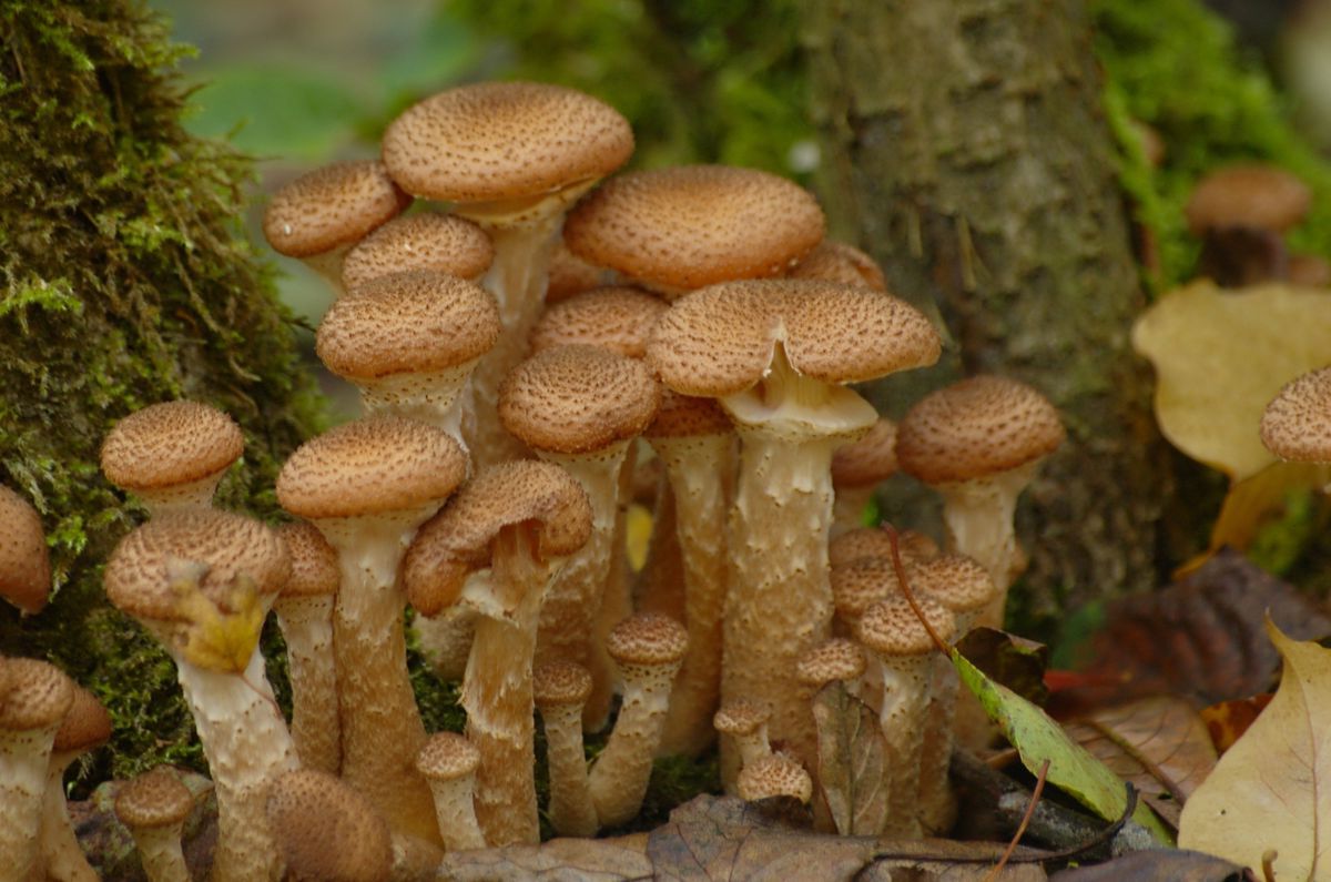 37-facts-about-armillaria-gallica