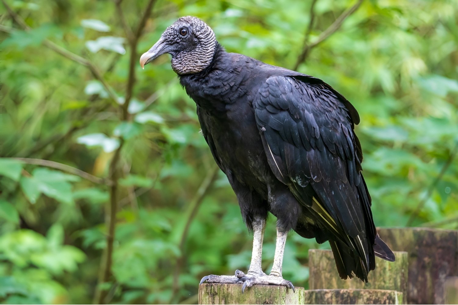 37-facts-about-black-vultures