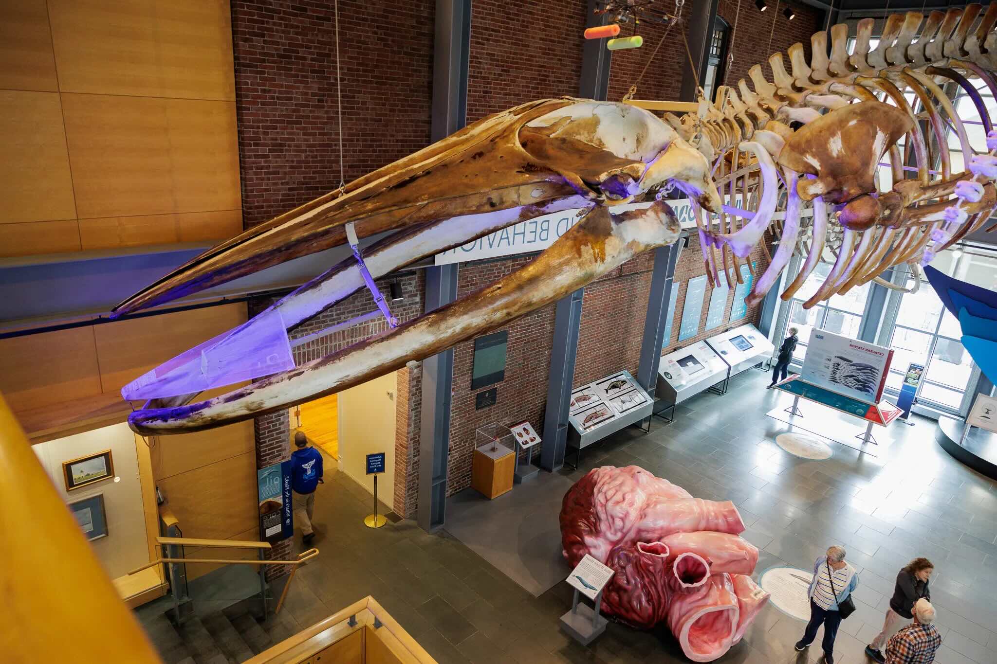 37-facts-about-blue-whale-fossil