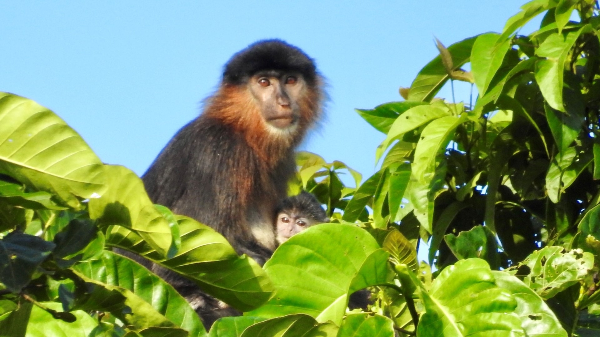 19 Fascinating Capuchin Monkey Facts Facts 19 Fascinating Capuchin Monkey Facts Facts