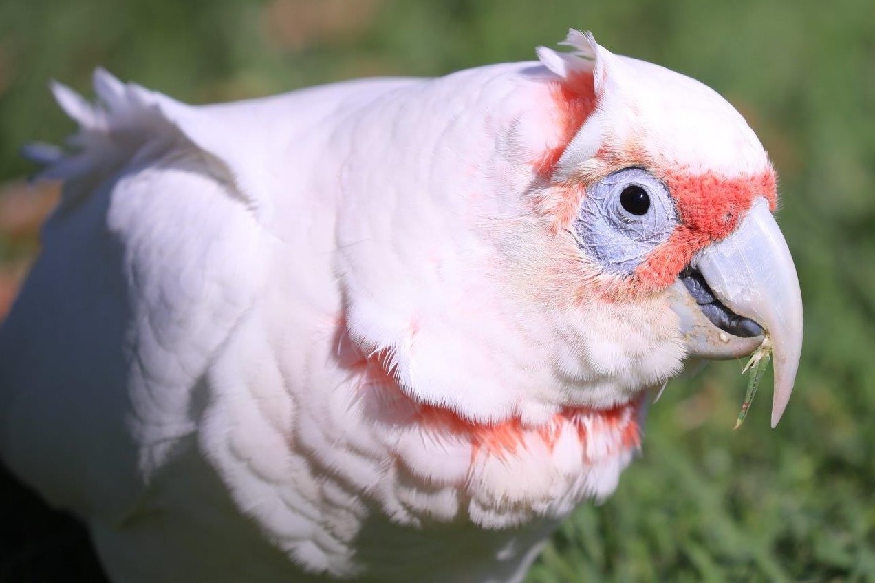 37-facts-about-corella-birds