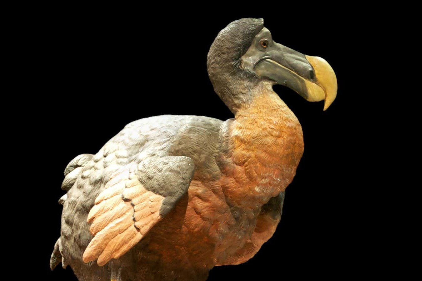 37-facts-about-dodo-deextinction