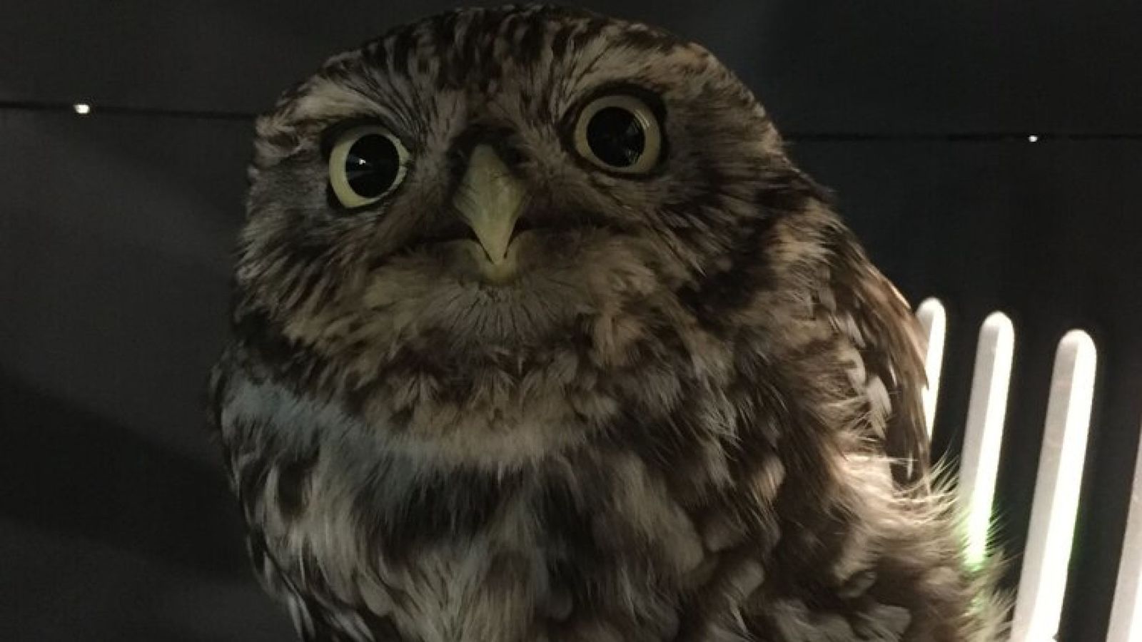 37-facts-about-fat-rescue-owl