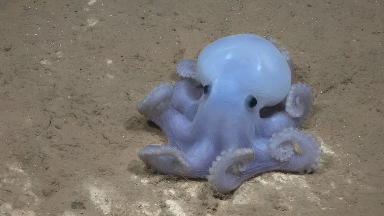 37-facts-about-ghost-octopus