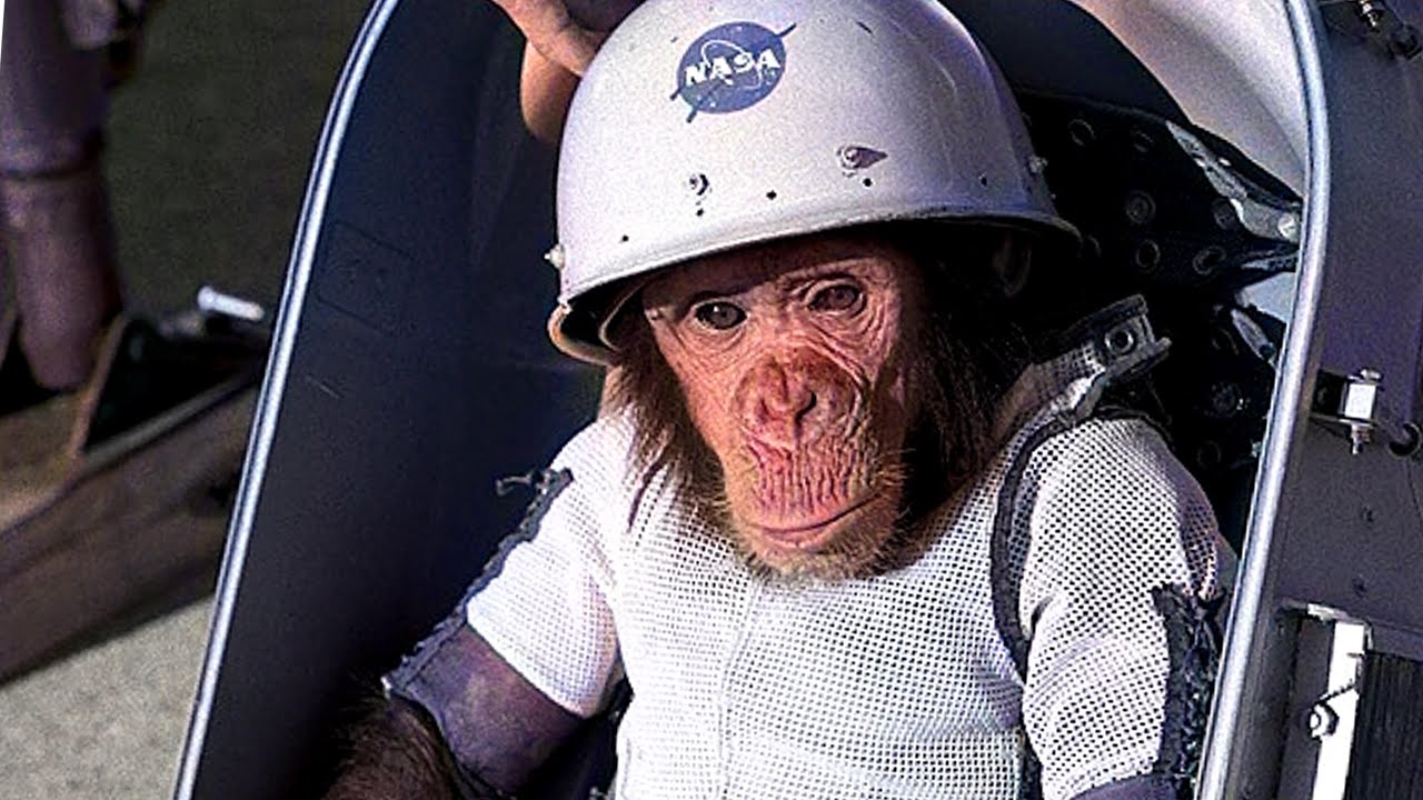 37-facts-about-ham-the-chimp