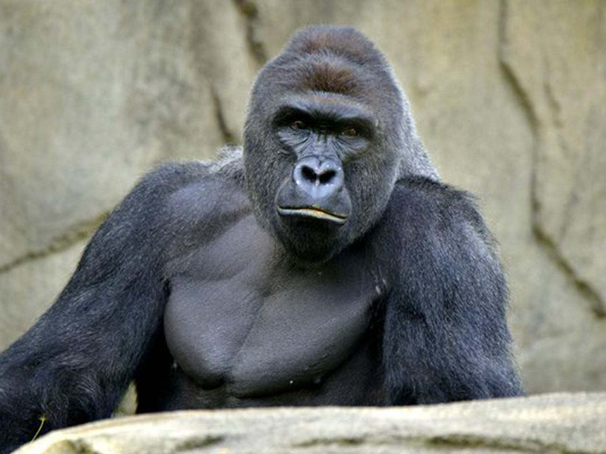 28 Facts About Silverback Gorilla Facts 28 Facts About Silverback Gorilla Facts