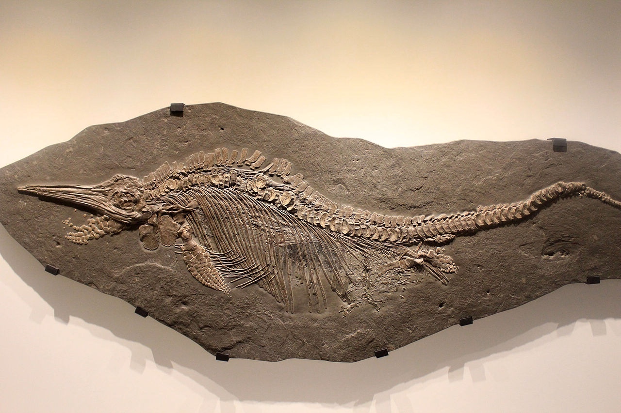 37-facts-about-ichthyosaurus-fossil