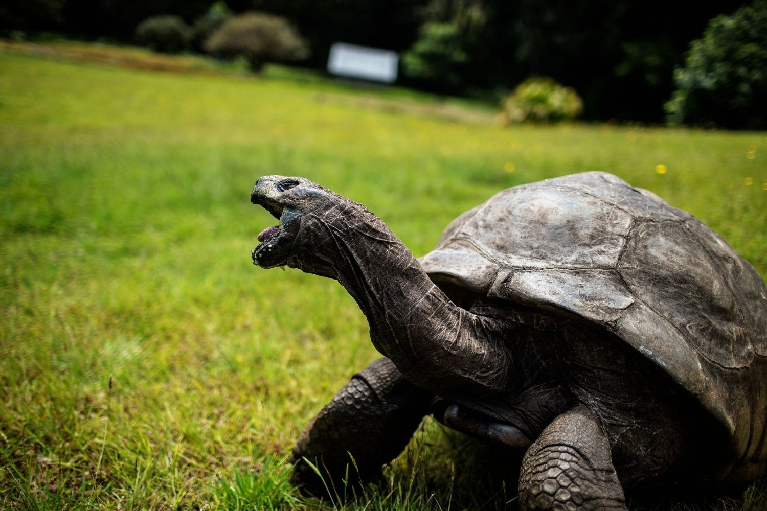 37-facts-about-jonathan-the-tortoise