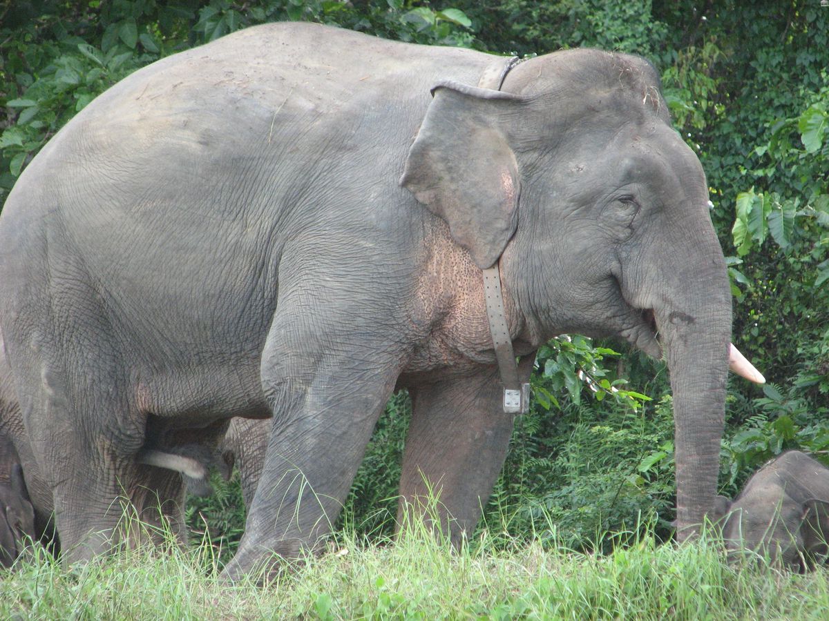 37-facts-about-malaysian-elephants