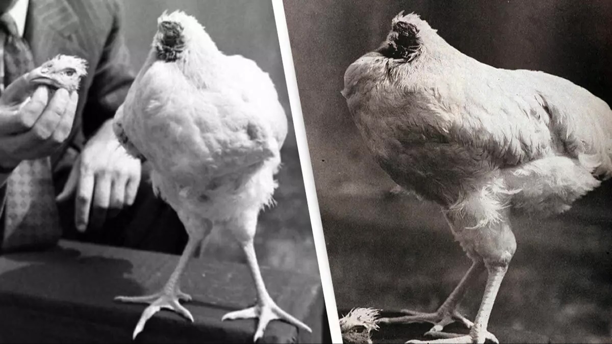 37-facts-about-mike-the-headless-chicken