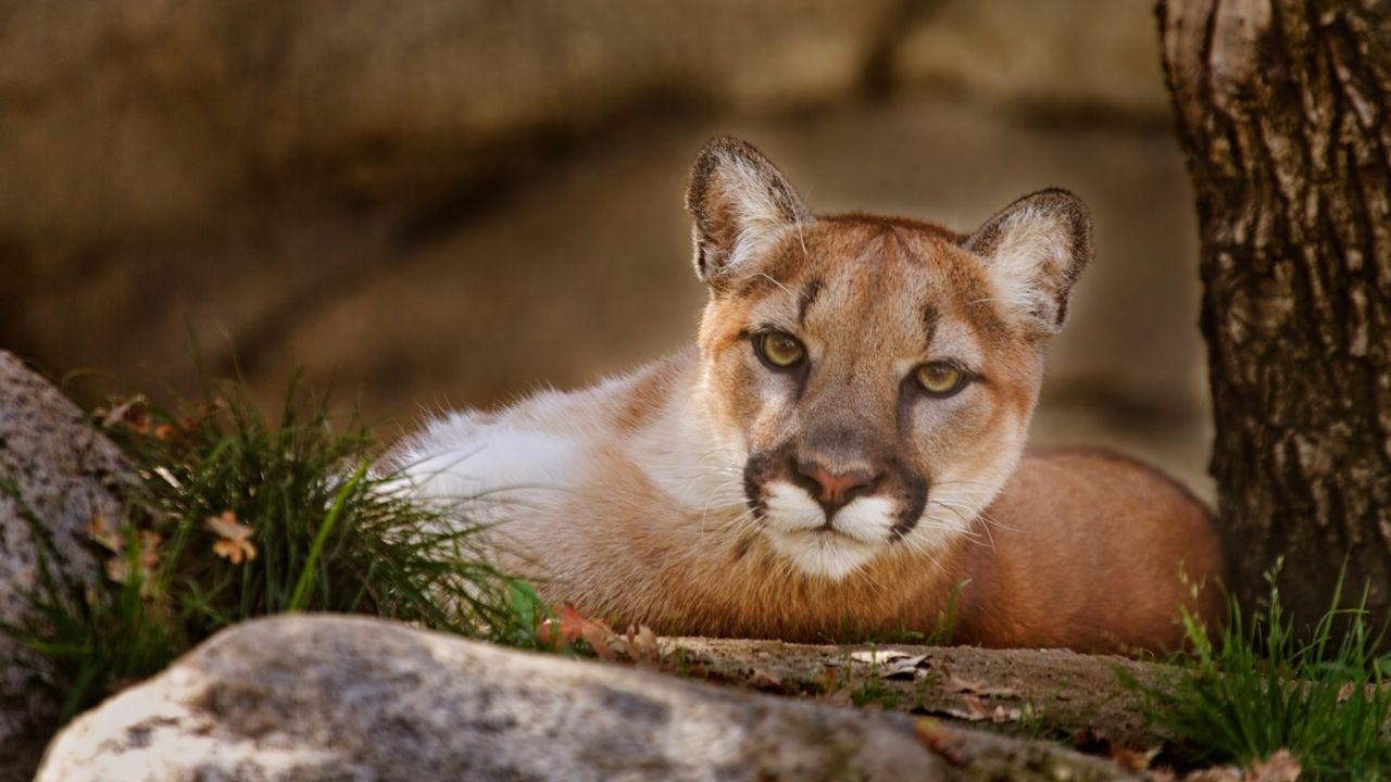 37-facts-about-mountain-lion