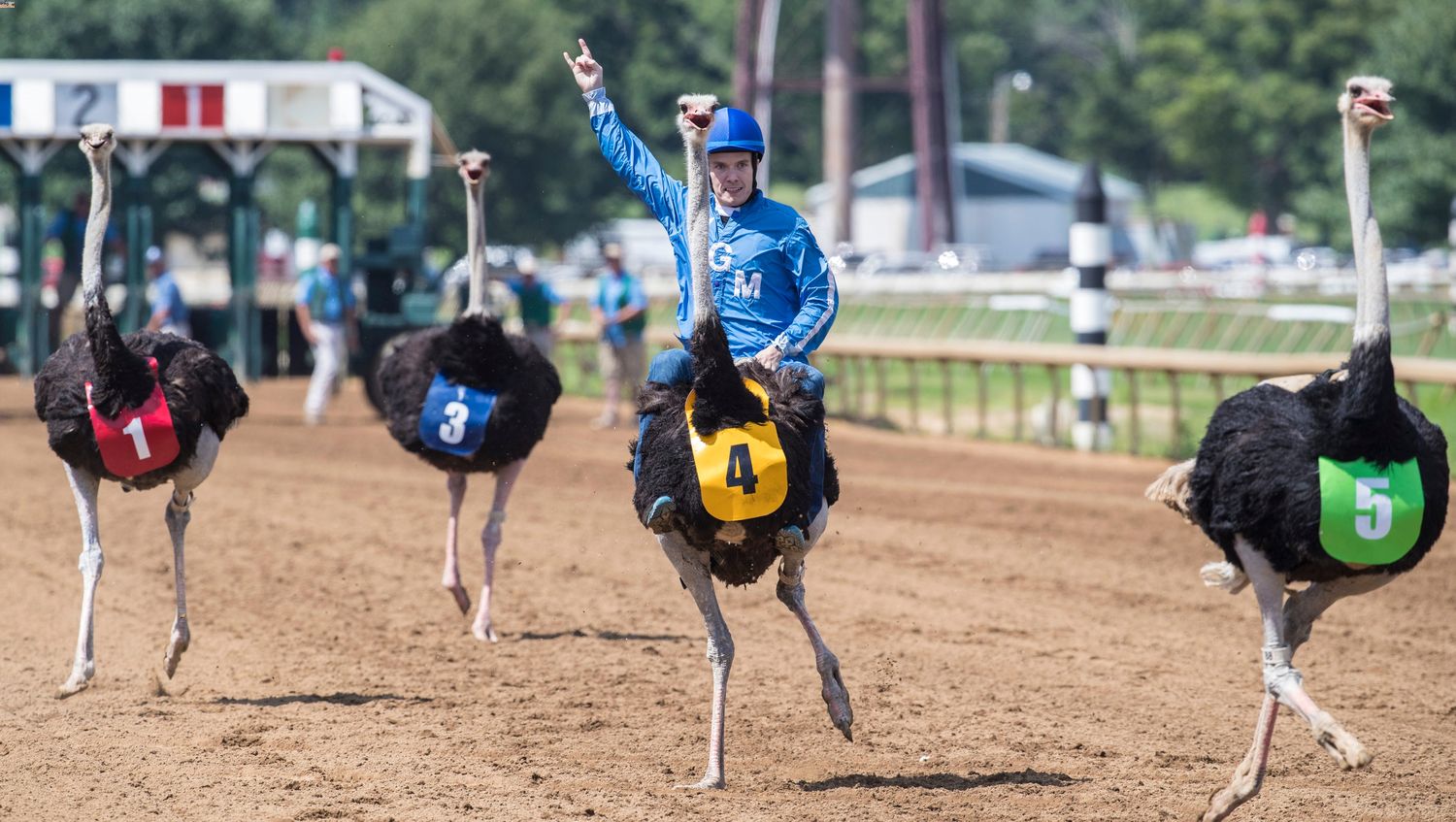 37-facts-about-ostrich-racing