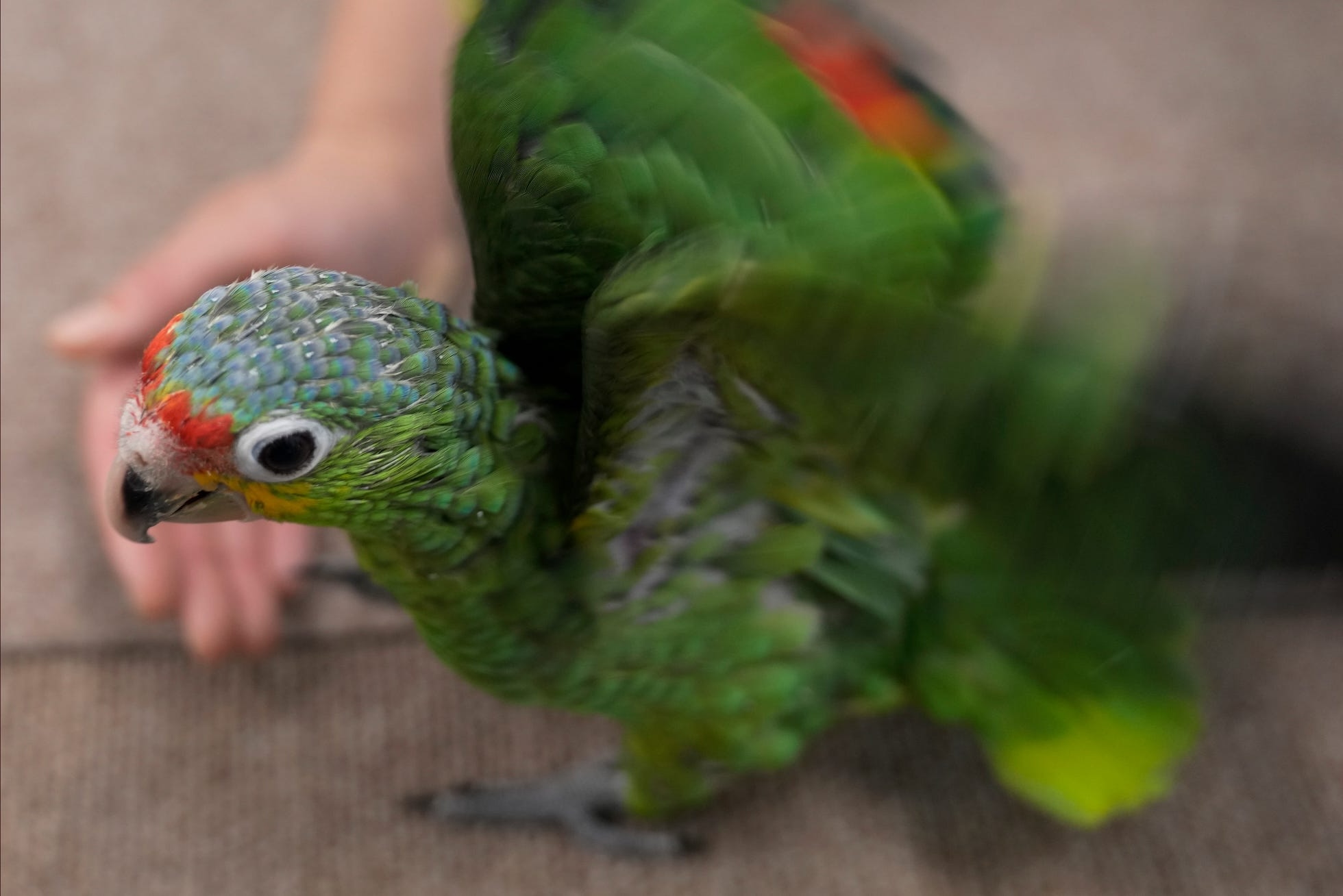 37-facts-about-parrot-smuggler-miami