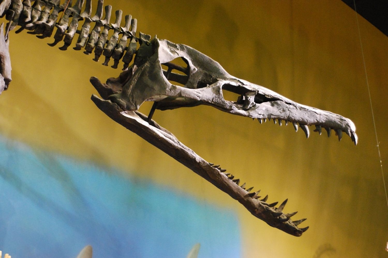 37-facts-about-pliosaur-skull