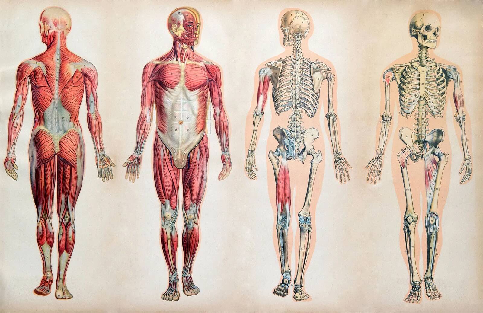 37-facts-about-the-human-body