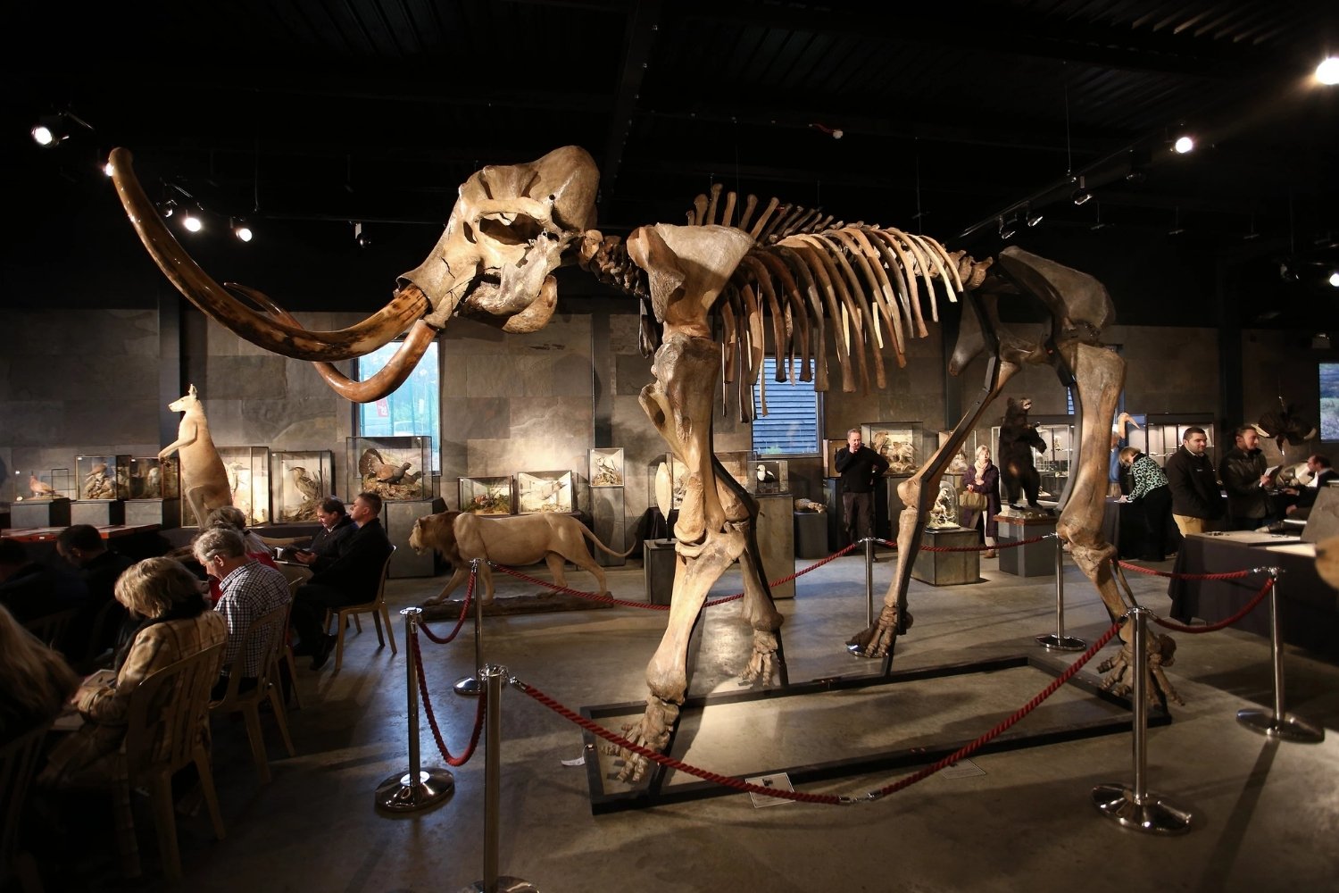 37-facts-about-woolly-mammoth-bones