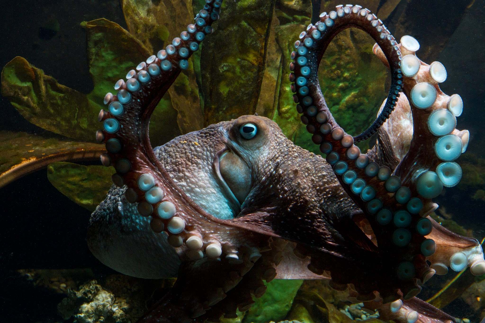 38-facts-about-octopus-escape