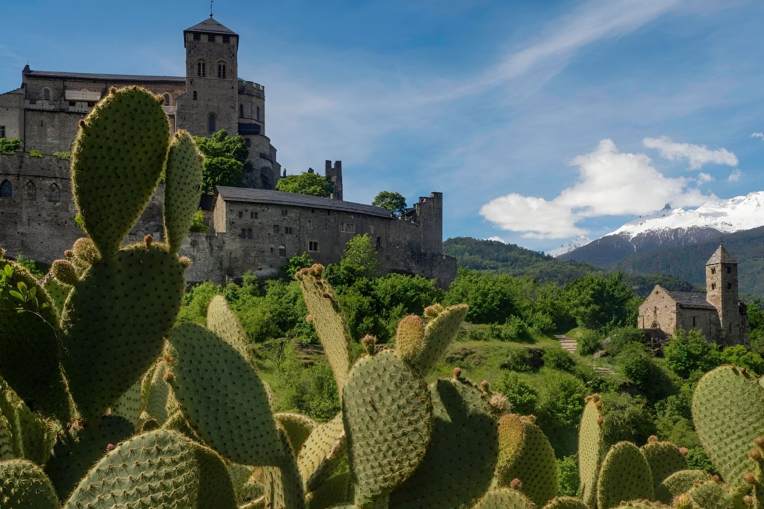 38-facts-about-swiss-alps-cacti