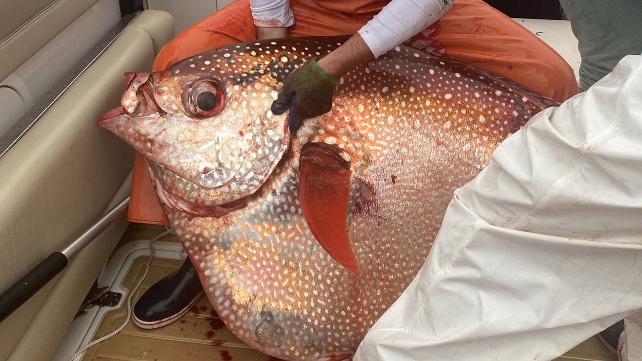 38-facts-about-virginia-beach-opah