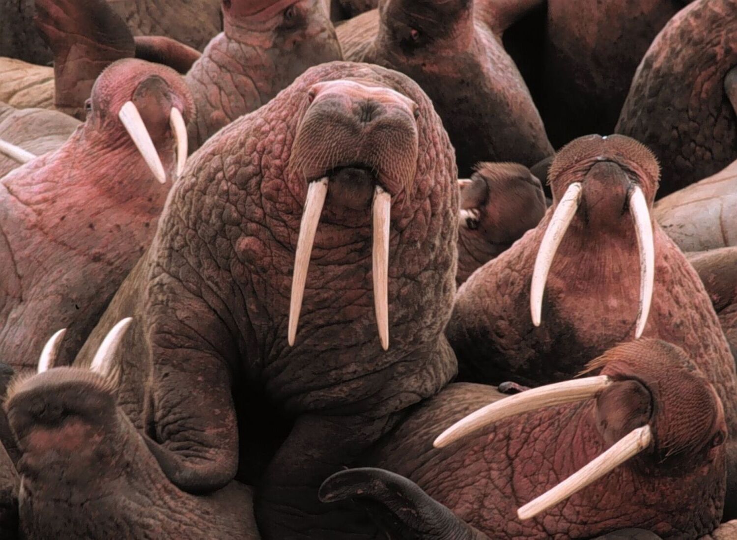 38-facts-about-walrus-ivory-greenland