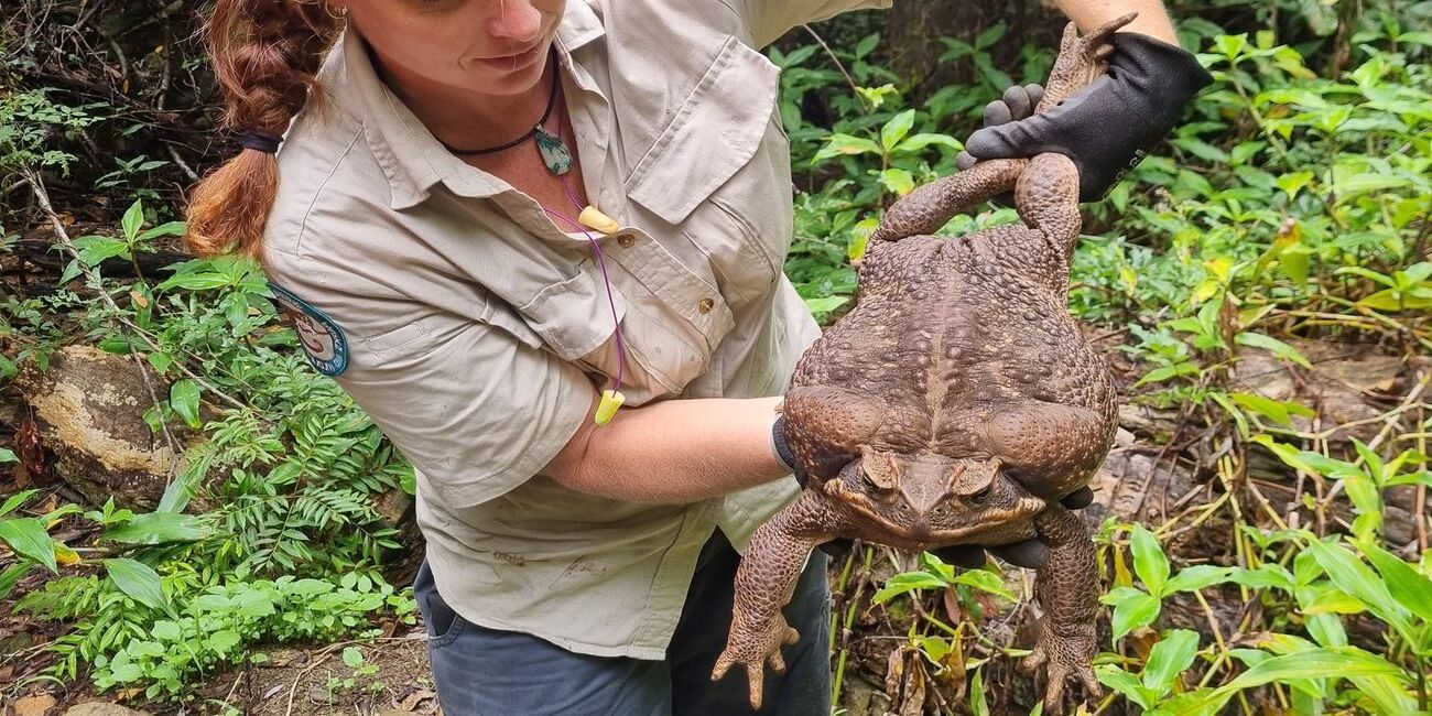 38-facts-about-worlds-largest-toad